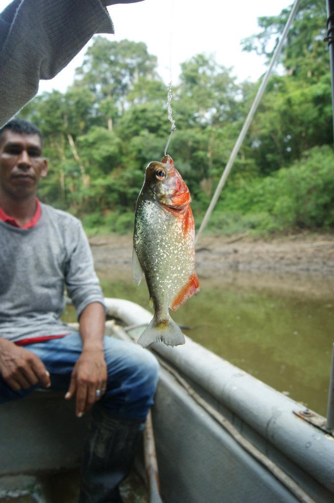 A piranha hanging from a hook on a boat during a Puerto Narino tour