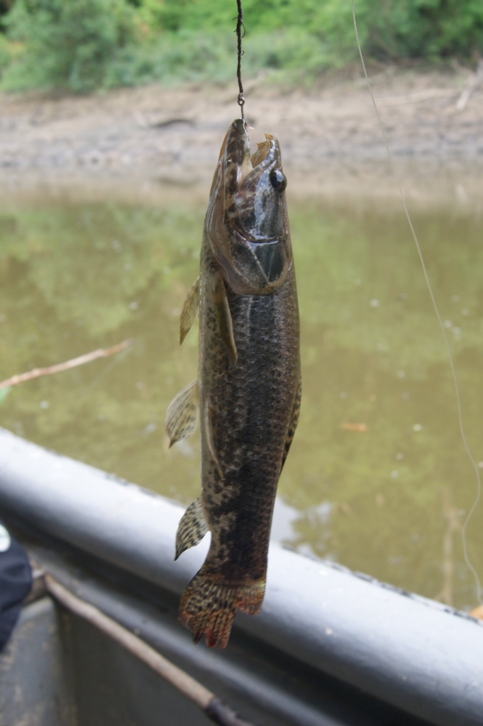 A brown fish hanging from a hook on a tour in Puerto Narino with a muddy river in the background