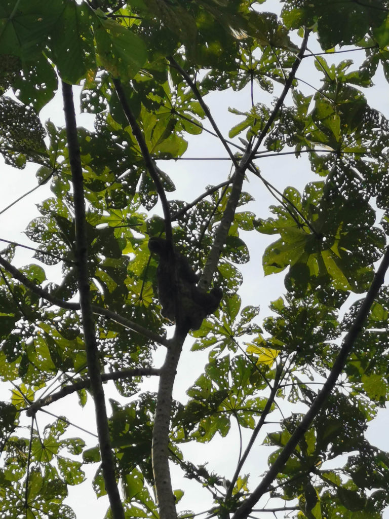 A sloth high up in a tree in the Amazon