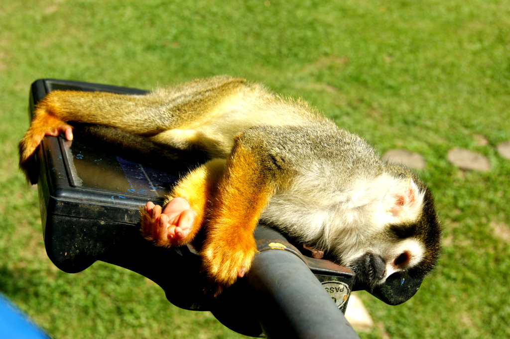 A squirell monkey lying on it's side resting on the top of a small solar panel