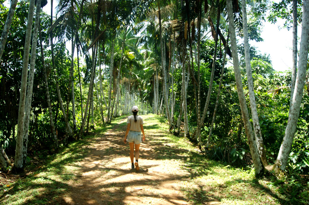 A woman walking along a path in the jungle with palm trees on either side of her near puerto narino