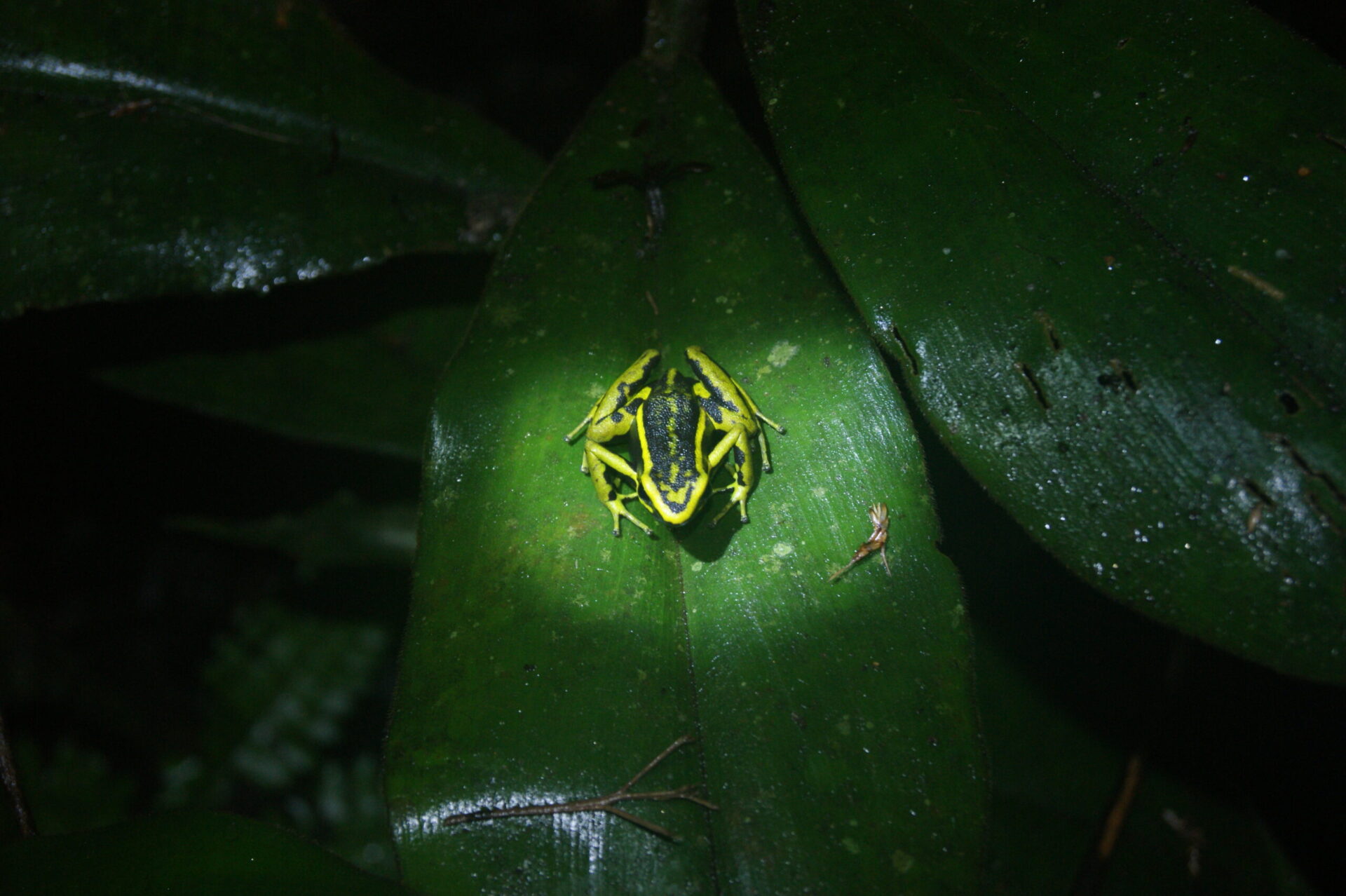 A yellow and black poison dart frog sitting on a large lead in the jungle while doing a tour in the Colombian Amazon near Puerto Narino
