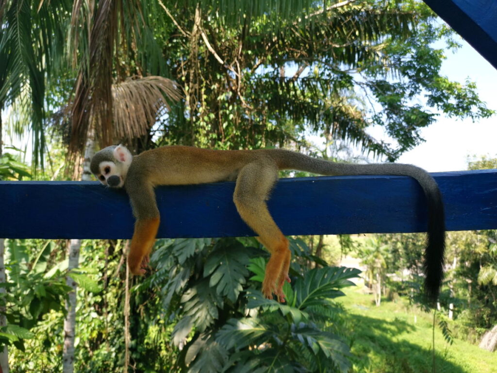 A monkey laying on a piece of wood in Puerto Narino, Amazon, Colombia