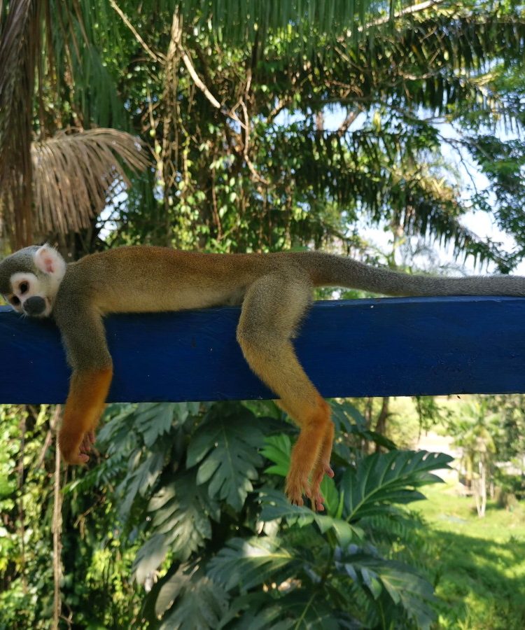 A monkey laying on a piece of wood in Puerto Narino, Amazon, Colombia