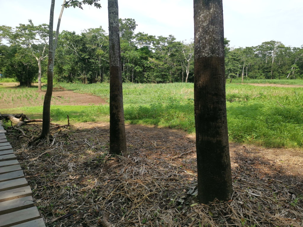 Trees in the Amazon marked by water