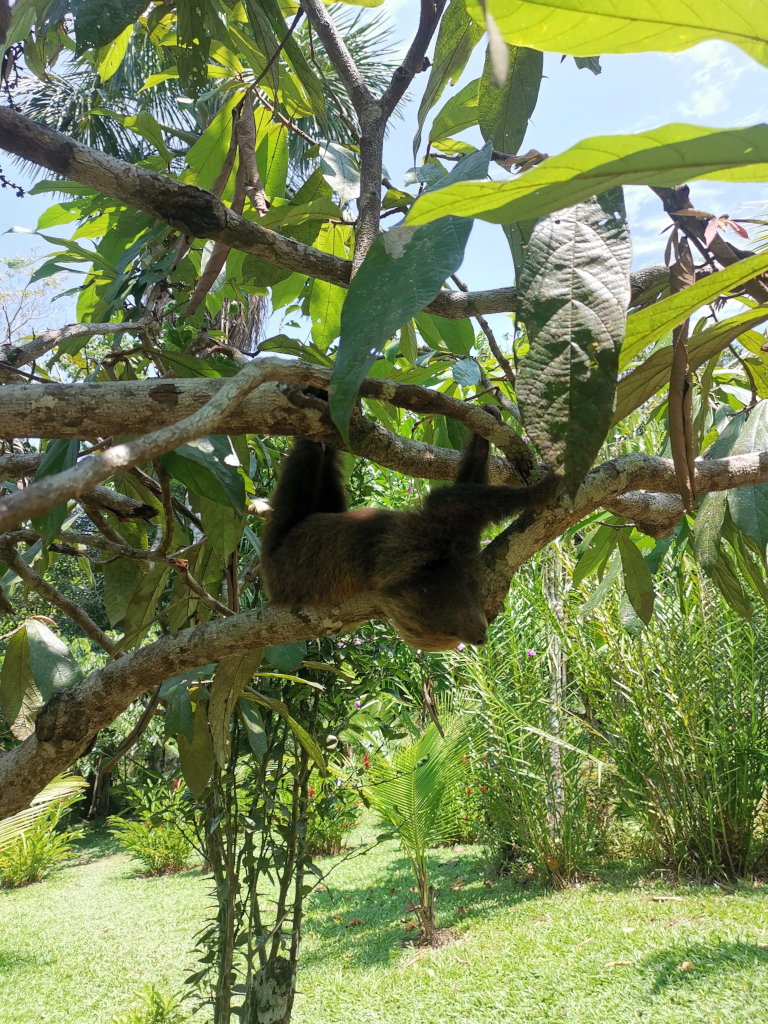 Baby sloth hanging in the tree