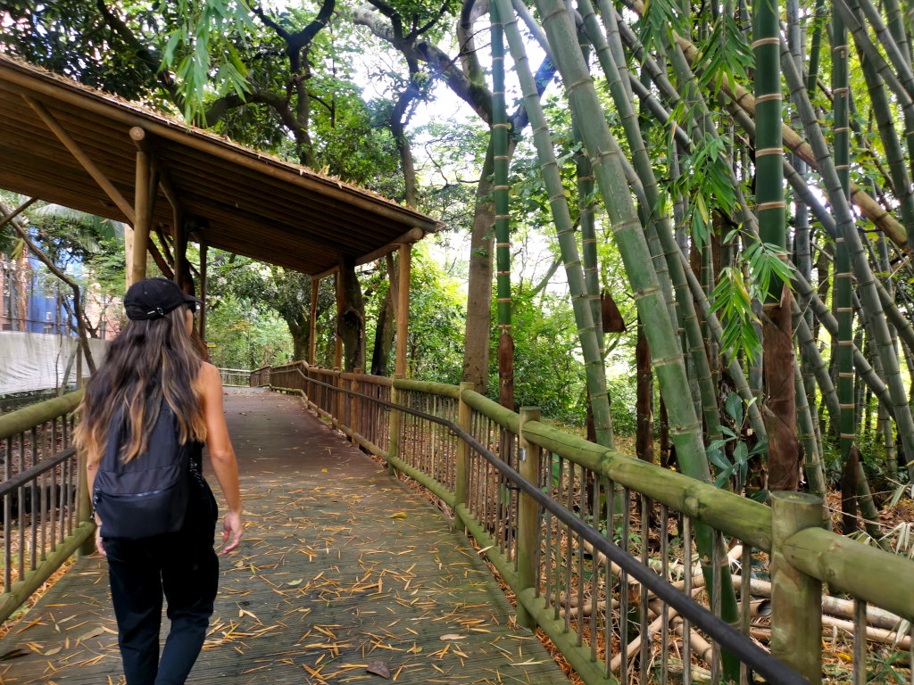 Walking through a Bamboo park - a free thing to do in Medellin