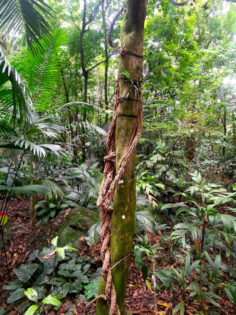 A plant growing around a tree at Medellin's Botanical Gardens