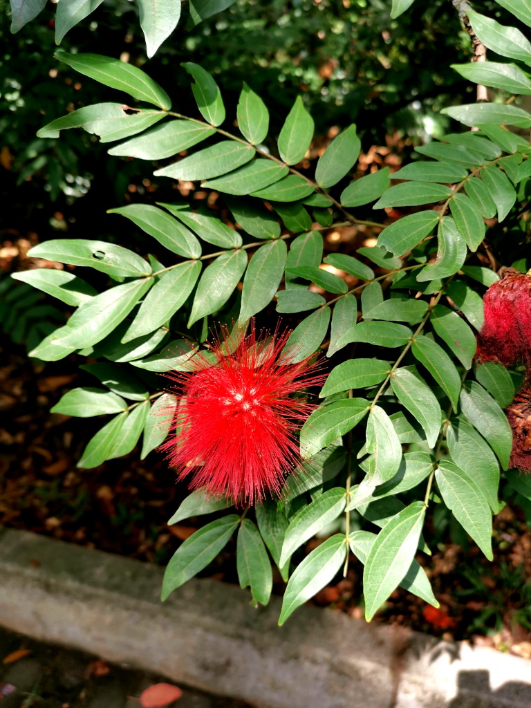 A red plant in a botanical garden
