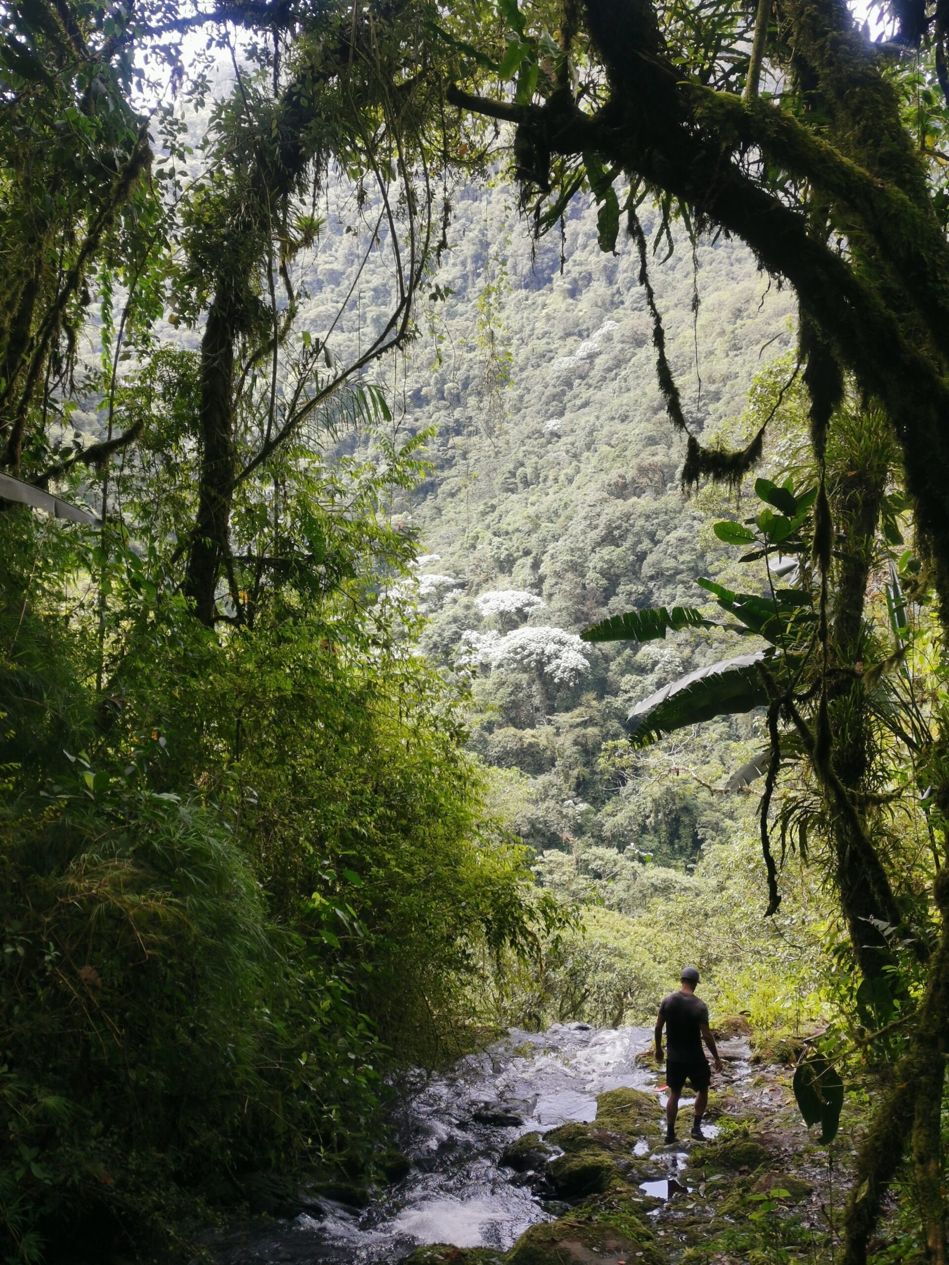 A man walking next to a stream that is flowing off a cliff surrounded by jungle