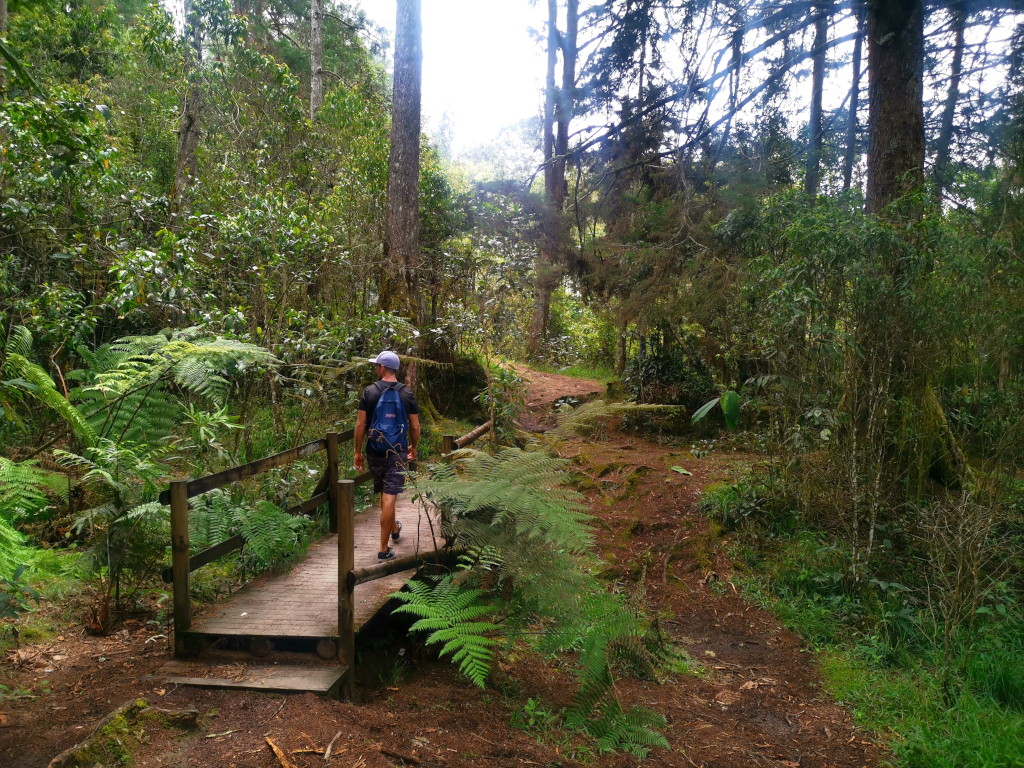 A man in a blue hat with a blue backpack on walking through a pine forest in Parque Arvi Medellin