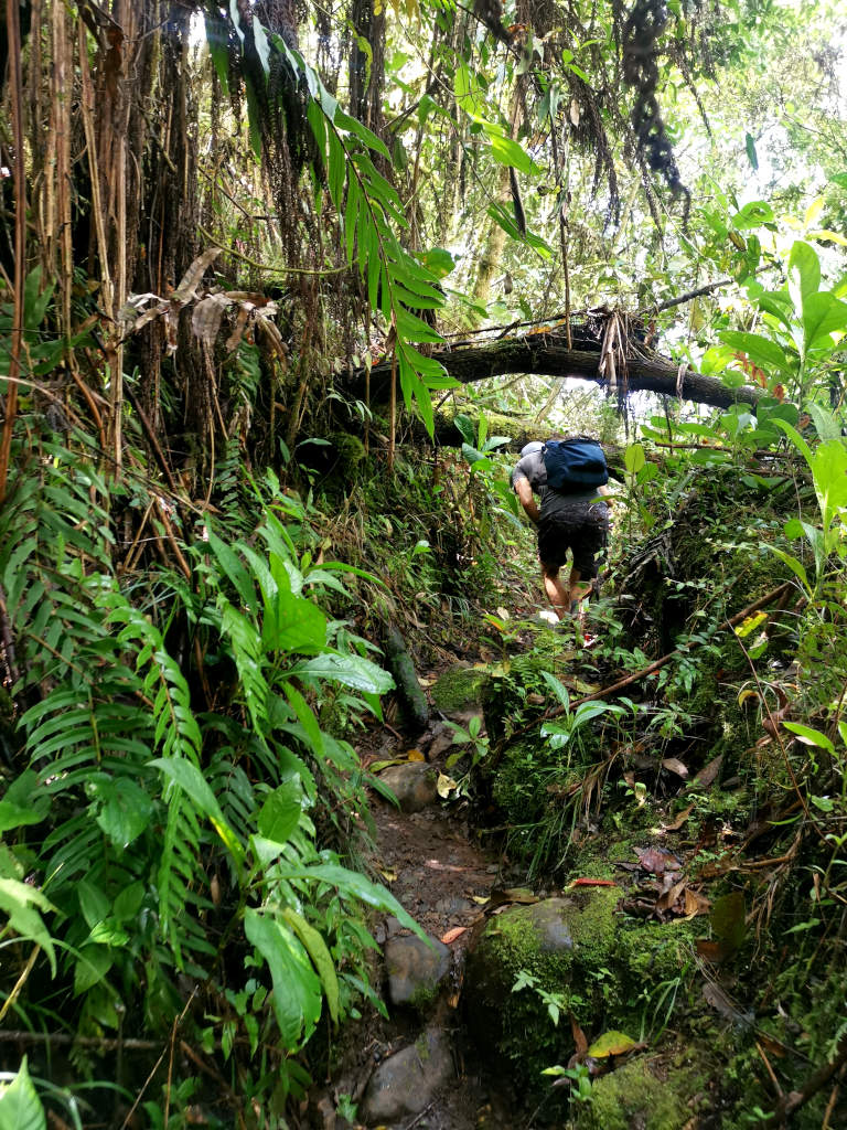 A man ducking down while walking along path on the hike to Cueva los Guacharos one of the best jardin hikes