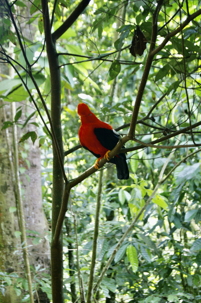 A bright Red Cock of the Rock bird sitting in a tree at a bird sancutary