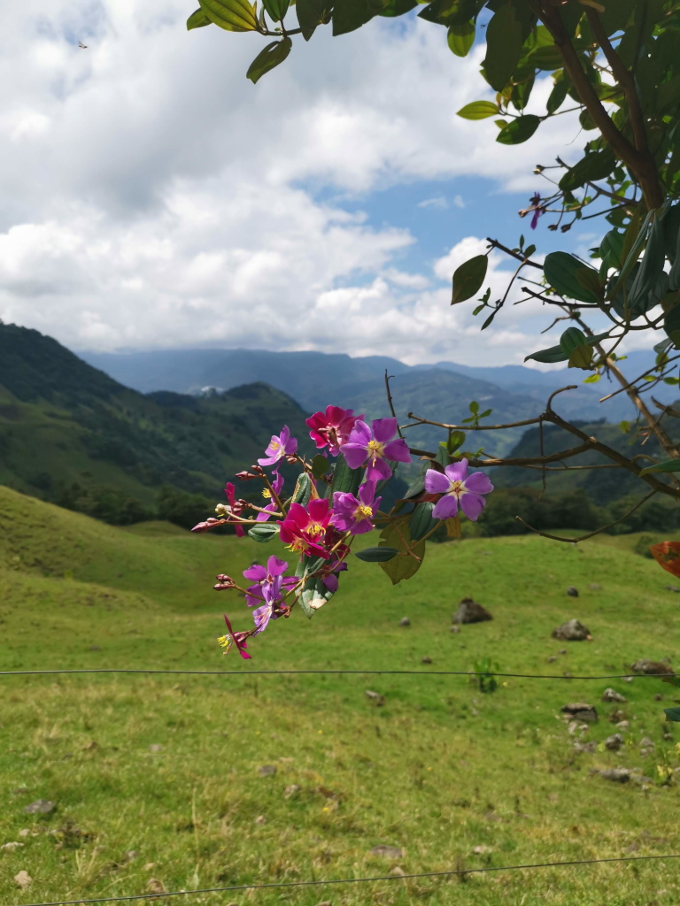 Pink flower in front of a green hill