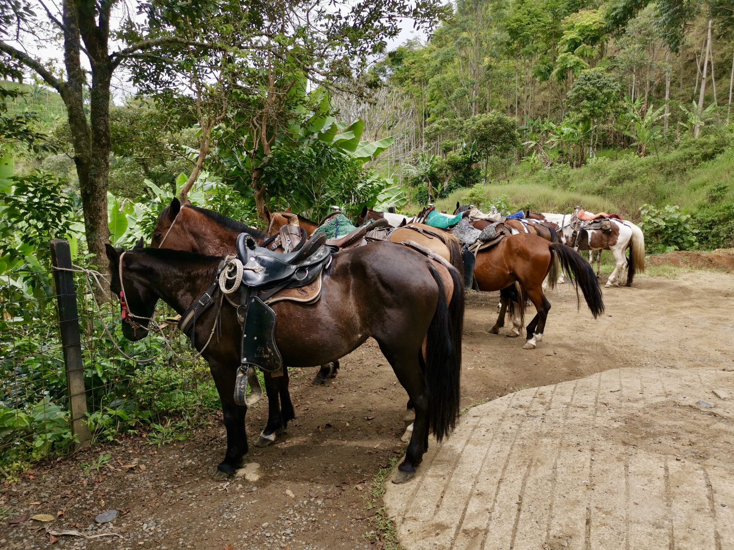 Some horses standing in a row next to a grassy field if you are asking what to do in Jardin Colombia then you can go horseriding