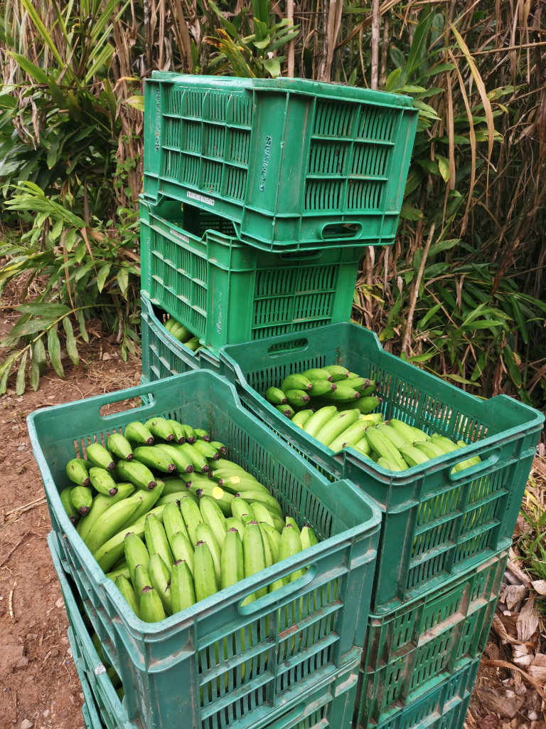 Boxes with plaintains stacked up