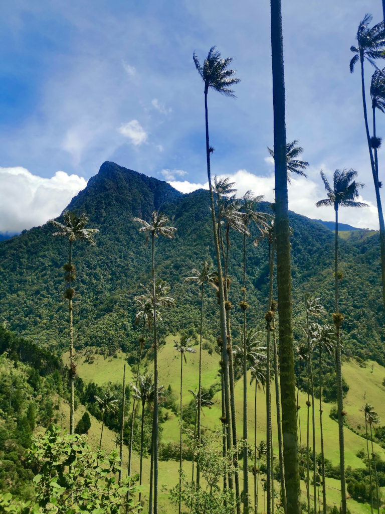 A group of very tall wax palms on the cocora valley hike in colombia