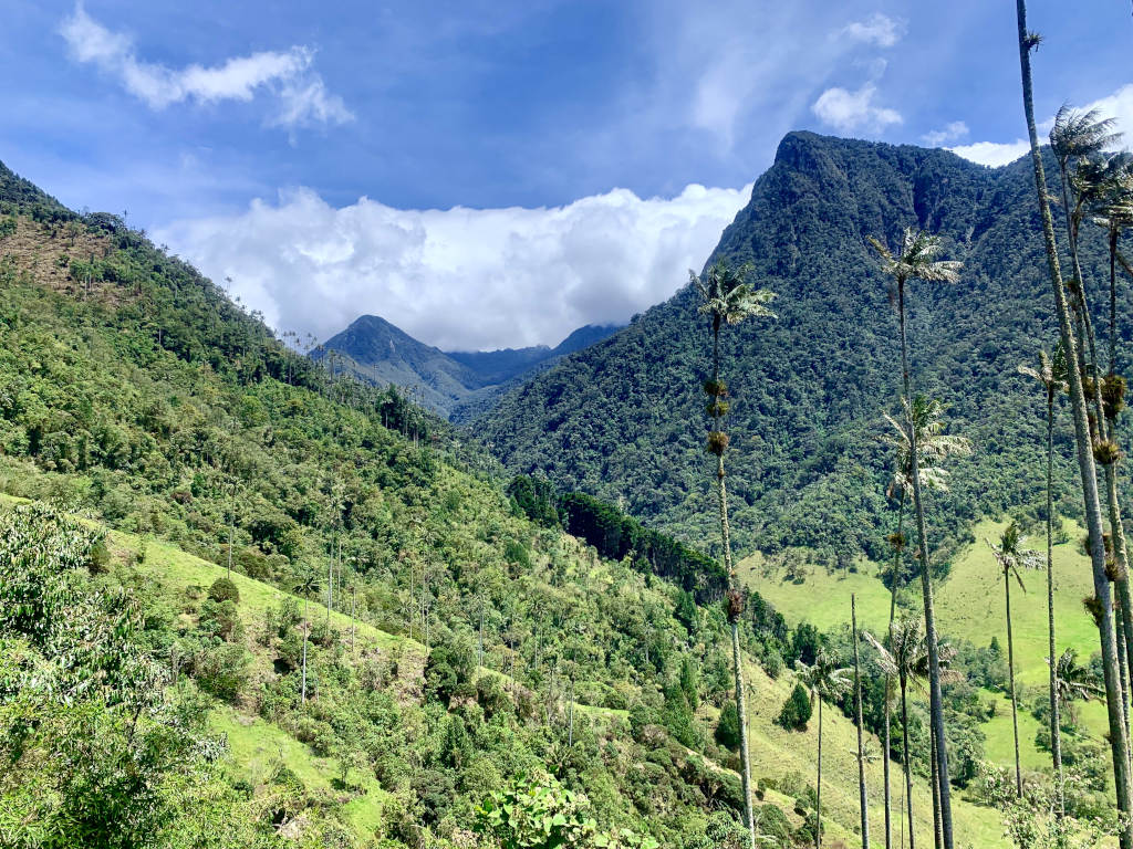 A view of the cocora valley with the very tall palm trees in the foreground