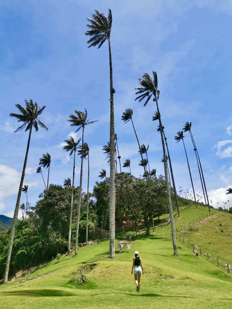 A woman walking up a green grassy hill with multiple very tall palm trees on the hill in front of her