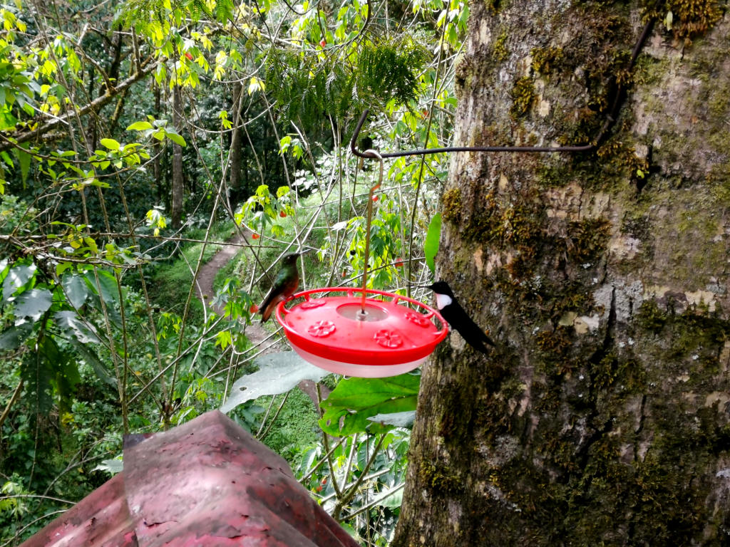 Two humming bird sitting on top of a red plastic feeder with trees in the background