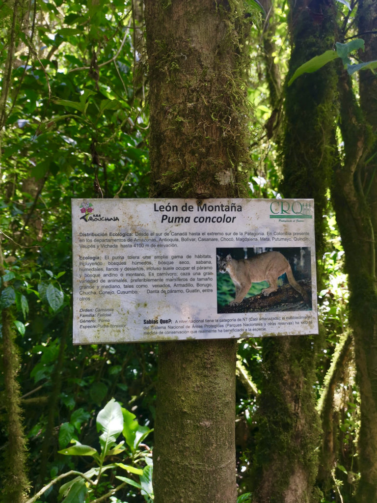 A picture of a puma on a tree with information about the animal on the cocora valley hike near salento colombia