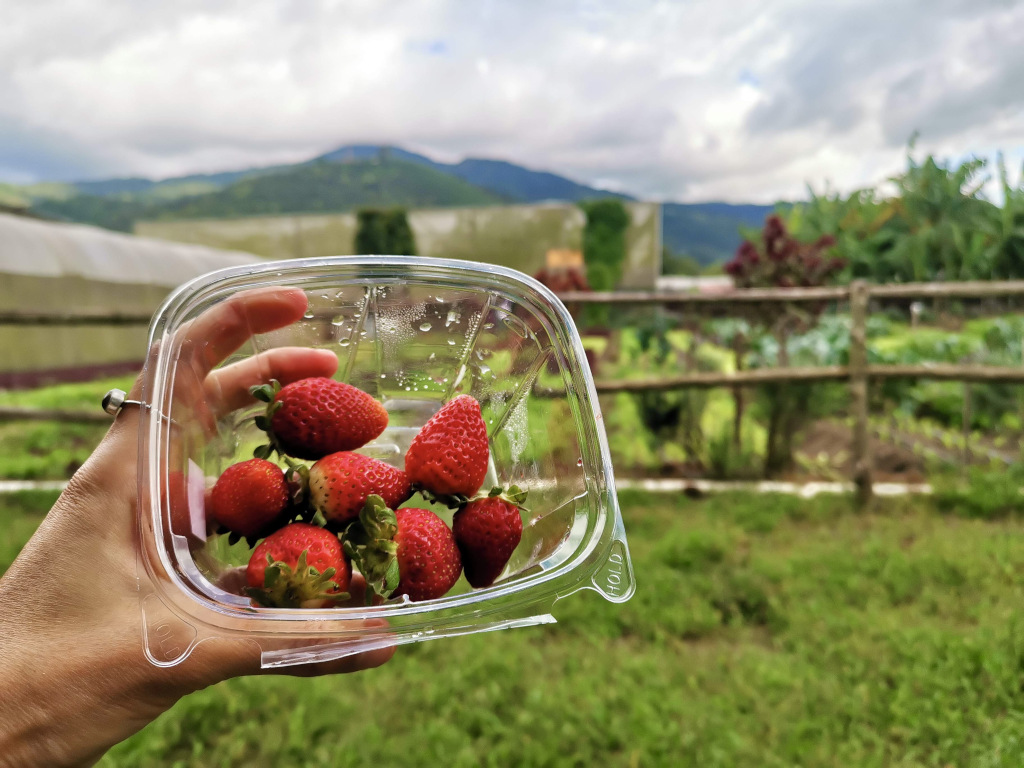 A hand holding up a box of organic strawberries at Coaba farms in Antigua Guatemala