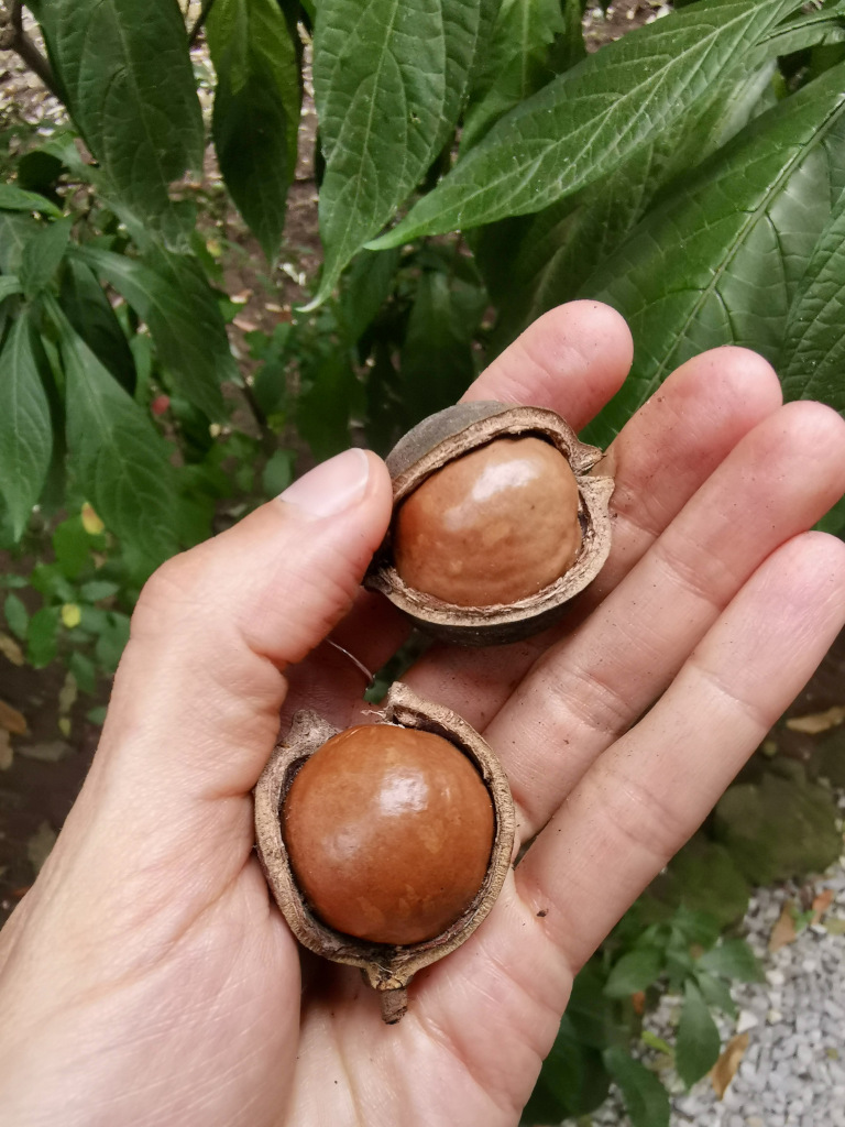 A hand holding two macadamia nuts with open broken sheels