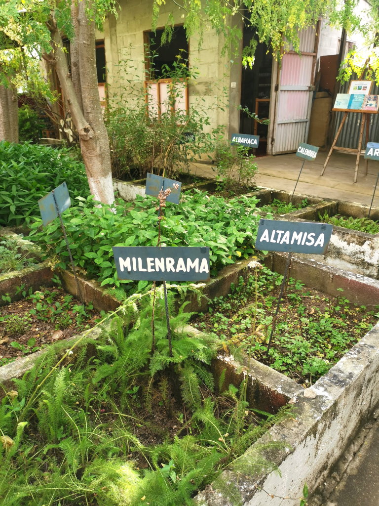 A herbal garden in San Juan La Laguna