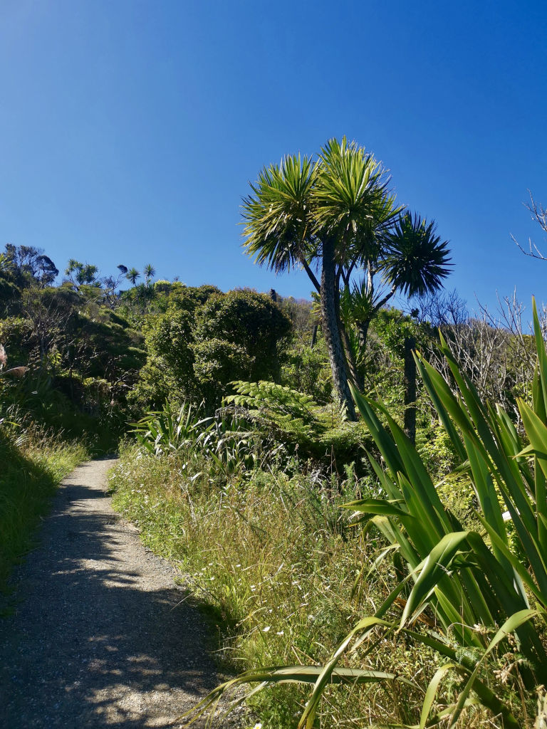 A cabbage tree growing next to a path near Auckland New Zealand