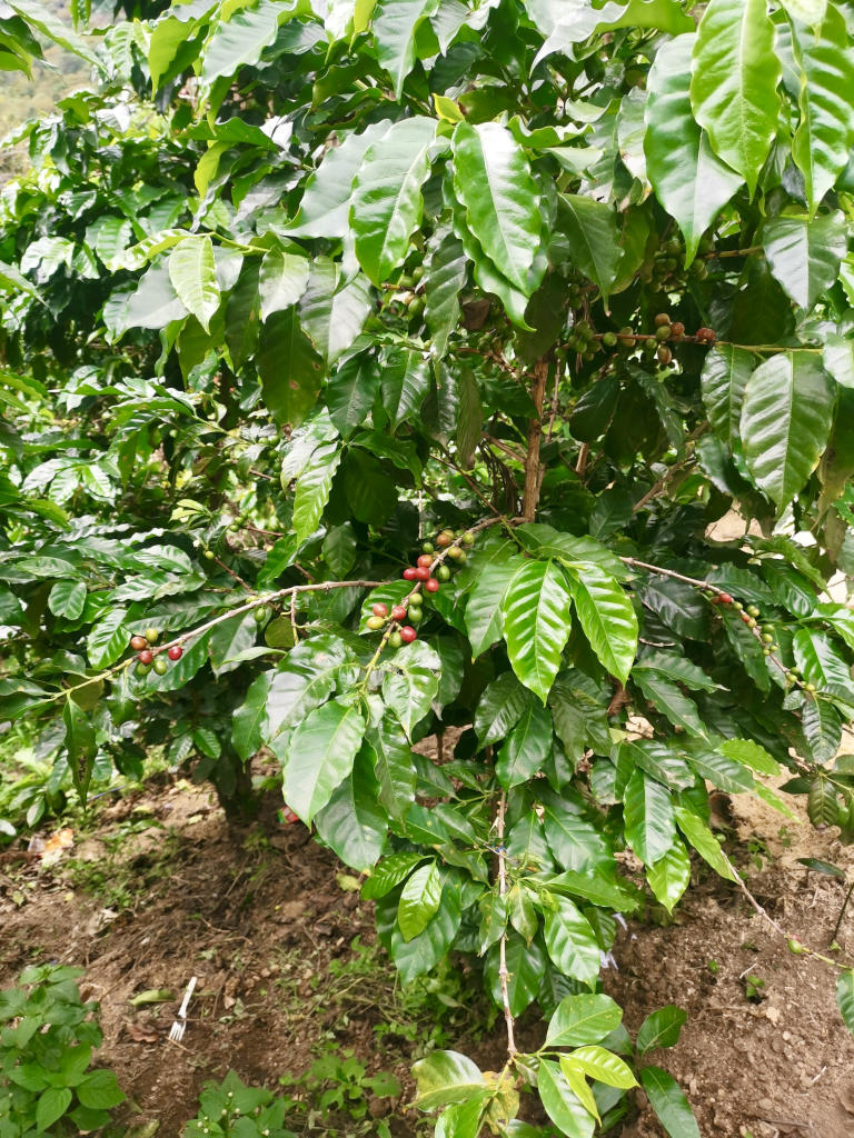 A coffee plant with red beans growing on it