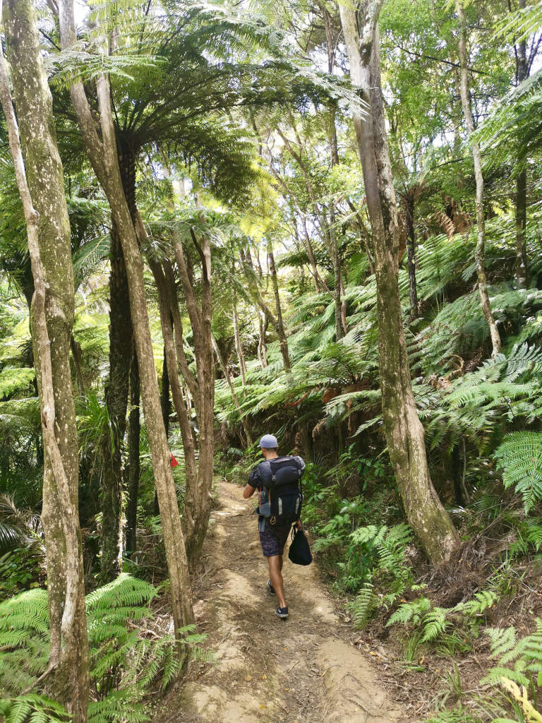 A man with a backpack on walking along a narrow dirt trail surrounded by fern trees on a nature trail in Northland New Zealand