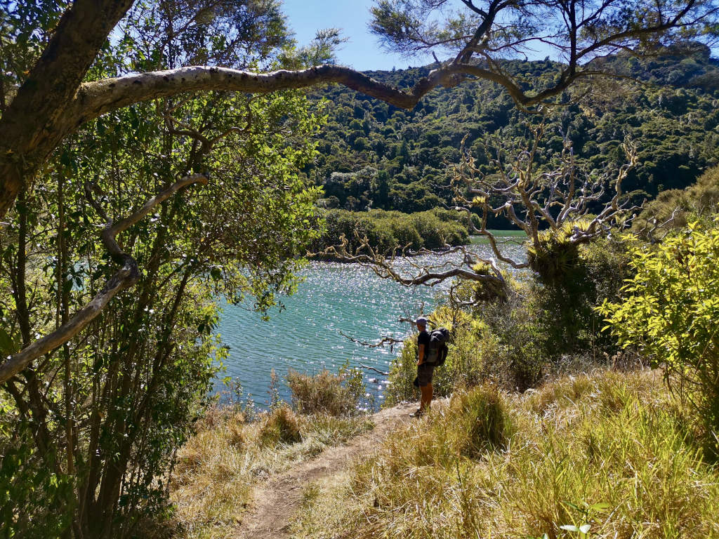 A man with a backpack on looking at the water by some mangroves in Northland New Zealand