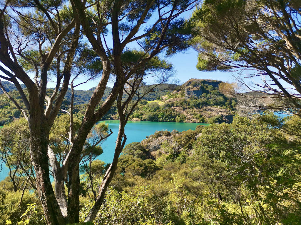 An estuary surrounding by native bush in New Zealand on the Dukes Nose Hike