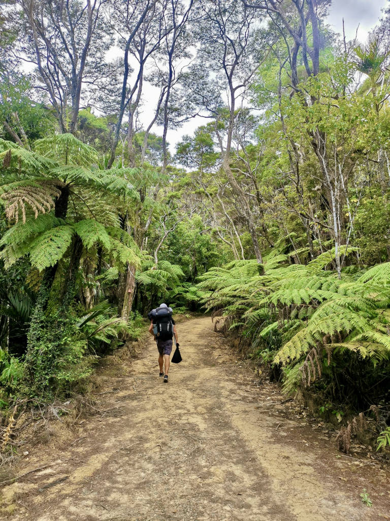 A man with a backpack on walking along a dirt road that is surrounded by bush and ferns in Northland New Zealand