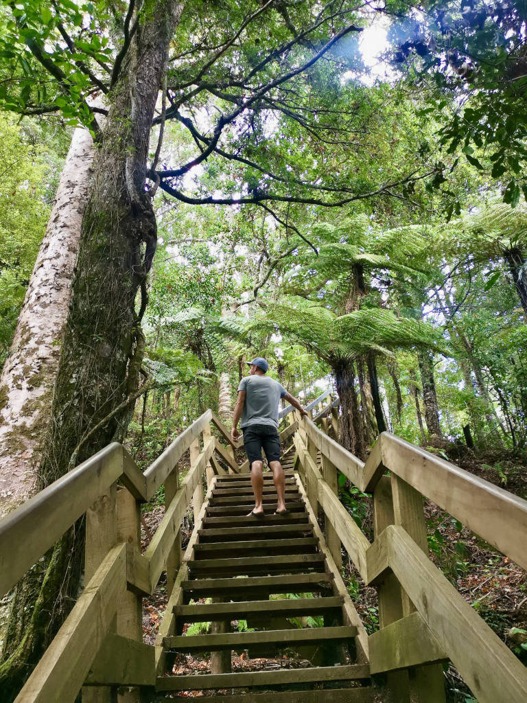 A man standing on a wooden staircase at the Clevedon Scenic Reserve one of the best walks around Auckland