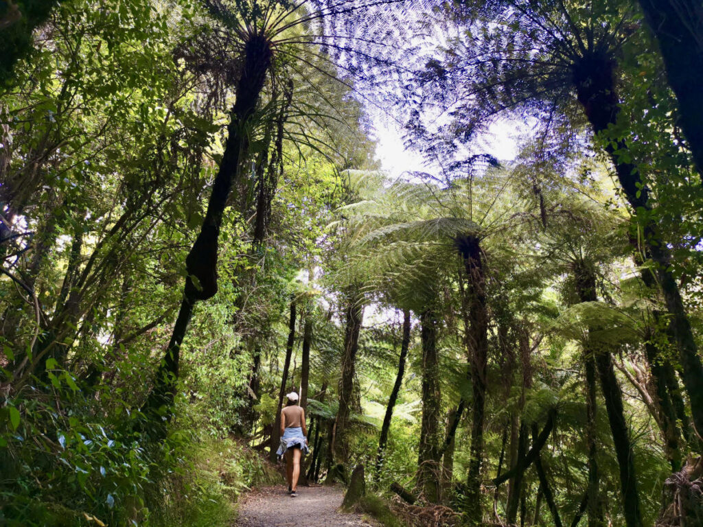 A woman walking along a path in the clevedon scenic reserve one of the best walks in auckland