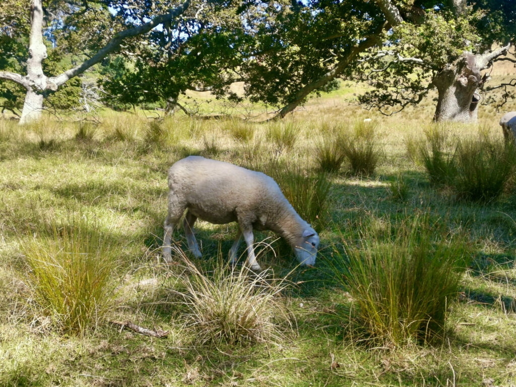 A sheep eating grass in a field in Cornwall Park which has one of the best walks in Auckland