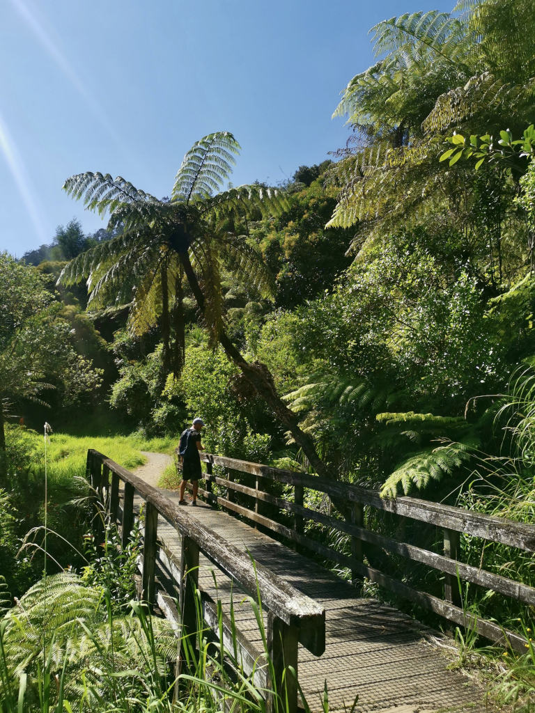 A man looking over the edge of a wooden bridge underneath a large fern tree in the Coromandel Peninsula