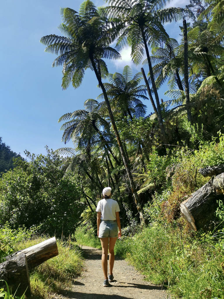 A woman in a white t-shirt and denim shorts walking along a trail unerneath a large fern tree in the Karangahake Gorge