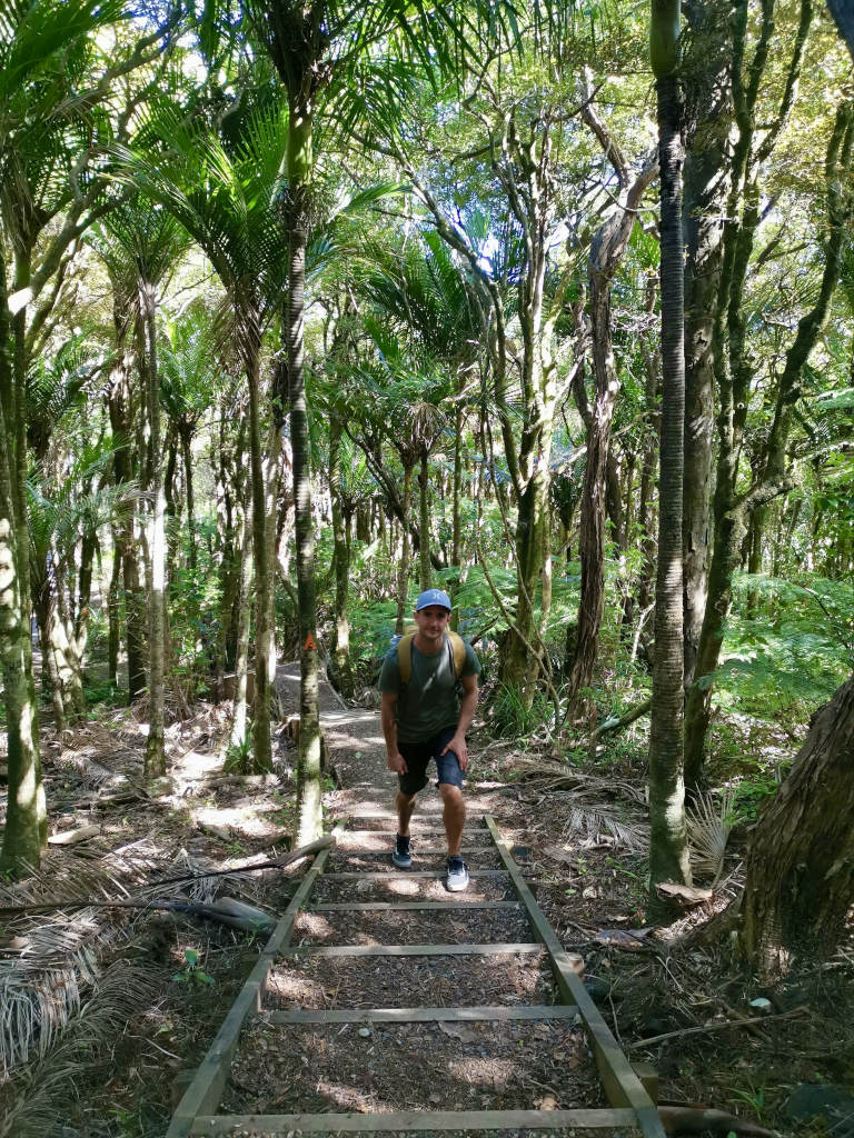 A man with a blue hat and a back pack on walking up a set of stairs on a track through native New Zealand bush
