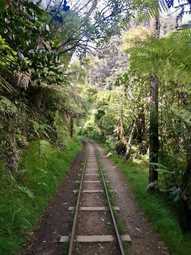 A gold mining track winding through the native bush  