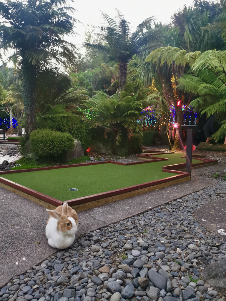 A white and brown rabbit sitting next to a mini golf course in rotorua new zealand