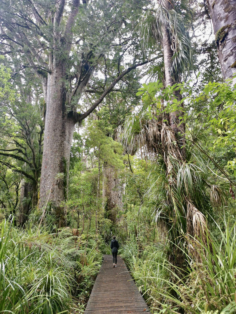 A woman walking down a path in the waipoua forest as part of a northland road trip in new zealand