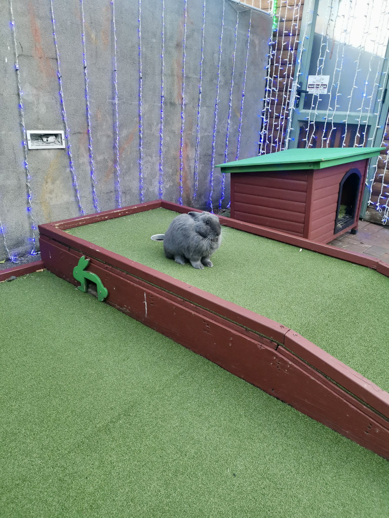 A grey rabbit sitting on a mini golf course 