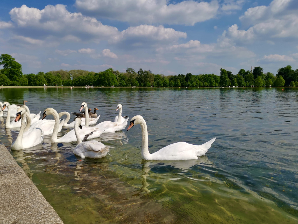 White swans sitting on a lake in hyde park london