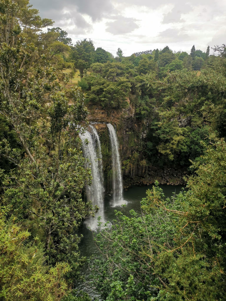 The whangarei falls surrounded by green bush in northland new zealand