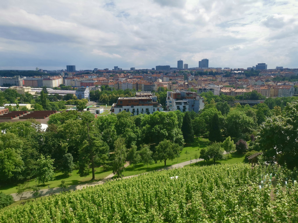 A hillside covered in vineyards in Prague