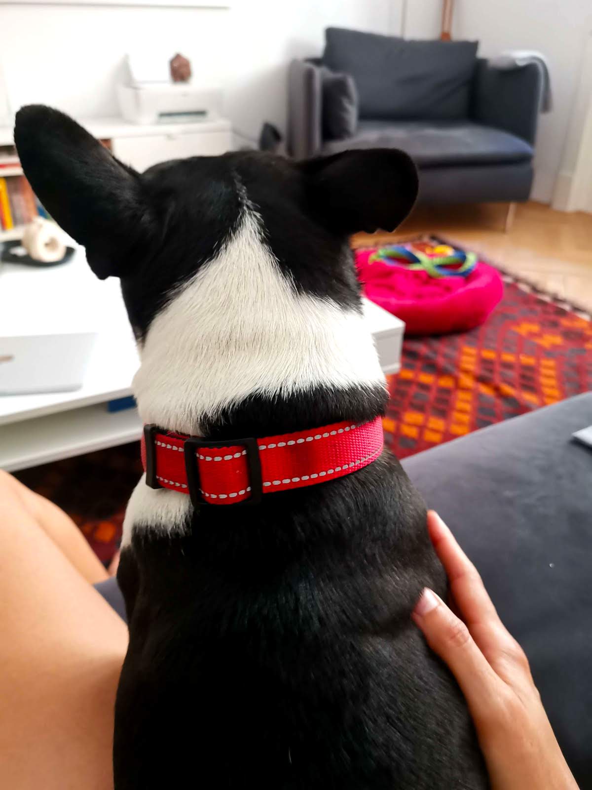 A black and white dog sitting on a couch with the arm of Katharina wrapped around him.