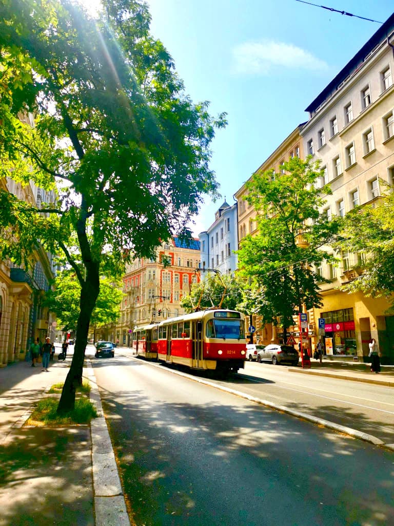 A old red tram going down the middle of a tree-lined street in Vinohrady a trendy area of Prague.