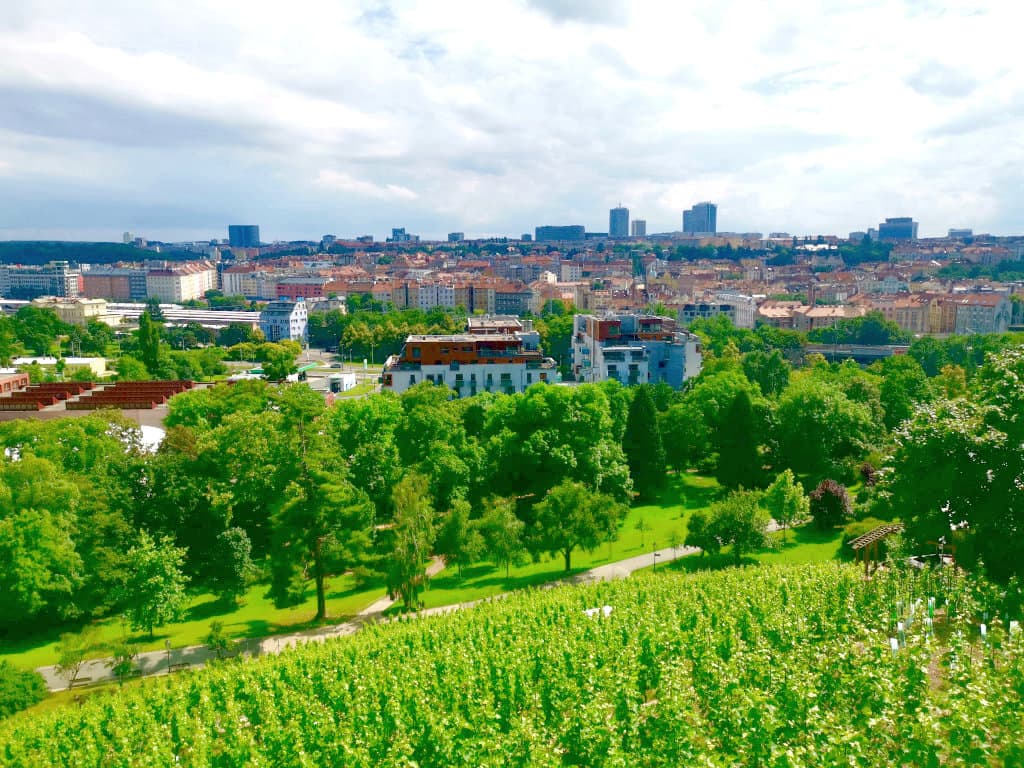 A hillside of Vinohrady, Prague  covered in green vineyards and trees with a lot of apartment blocks in the background.